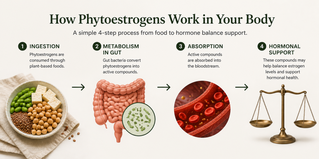 how phytoestrogens work in the body during menopause
